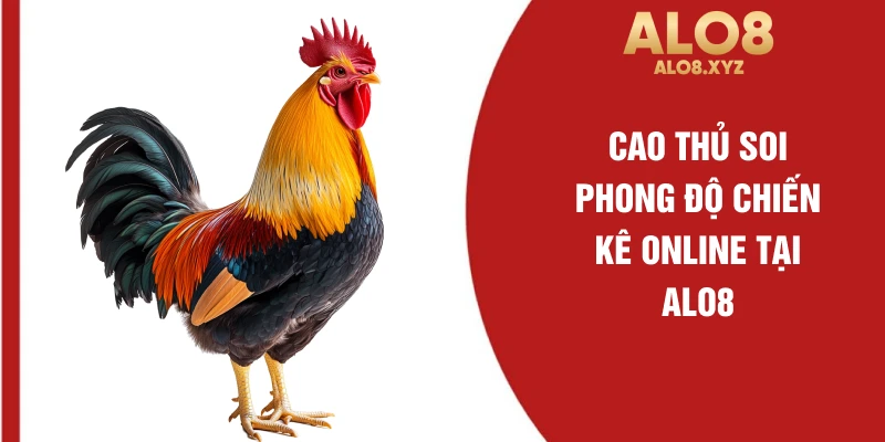 Cao thủ soi phong độ chiến kê online tại ALO8