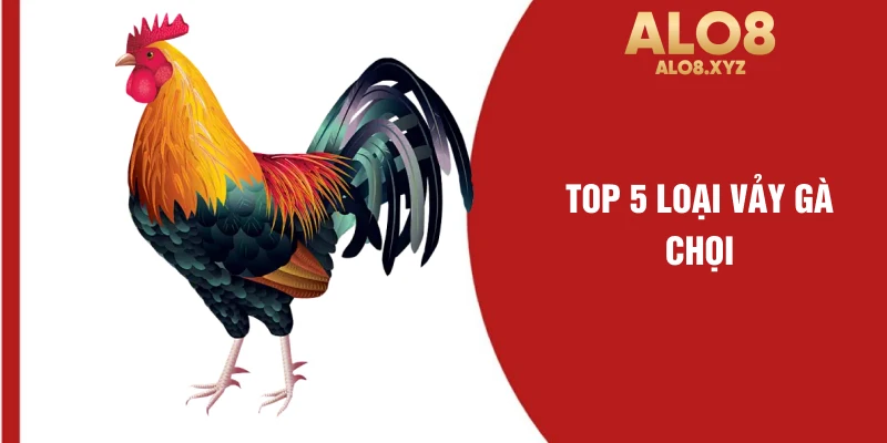 top 5 loại vảy gà chọi